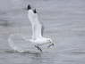 Kittiwake catching fish
