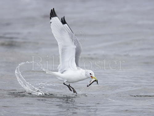 Kittiwake catching fish