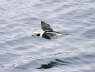 Long Tailed Duck in Flight