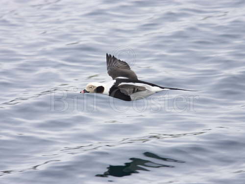 Long Tailed Duck in Flight