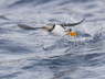 Puffin taking off from sea