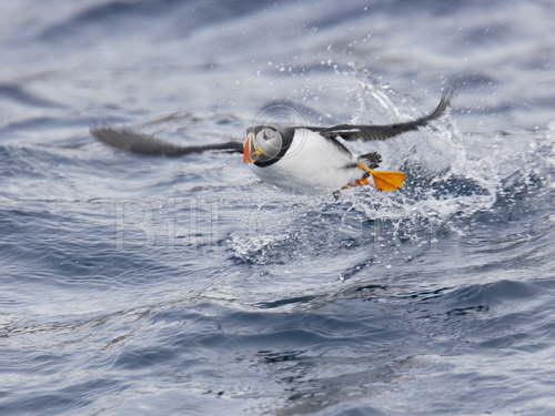 Puffin taking off from sea