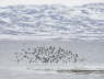 Purple Sandpiper flock