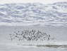 Purple Sandpiper Flock