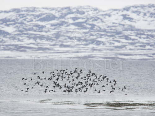 Purple Sandpiper Flock