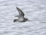Purple Sandpiper 
