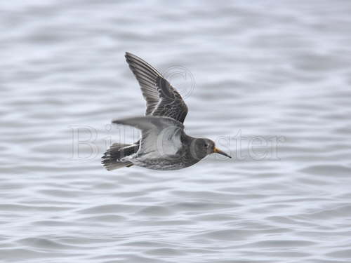 Purple Sandpiper in Flight