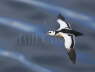 Steller's Eider in Flight