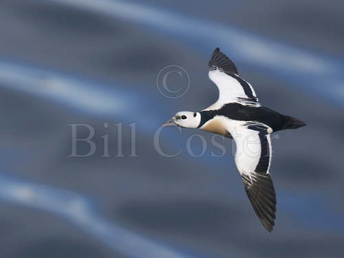 Steller's Eider in Flight