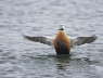 Steller's Eider wing stretch