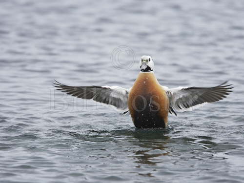 Steller's Eider wing stretch