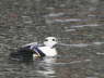 Steller's Eider in light snow