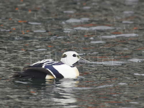 Steller's Eider in Light Snow