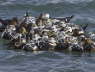Steller's Eider raft