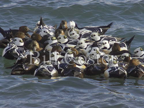 Steller's Eider raft