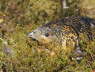 Capercaille on nest