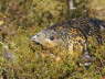 Capercaille on Nest