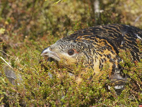 Capercaille on nest