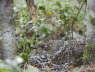 Hazel Hen on nest