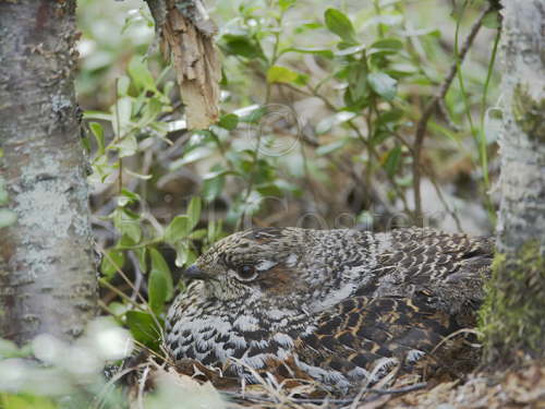 Hazel Hen on nest