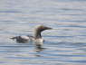 Black Throated Diver