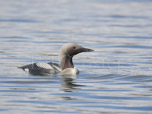 Black-throated Diver