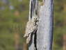 Ural Owl