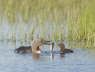 Red-throated Diver feeding chick