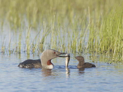 Red-throated Diver feeding chick