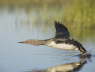 Red-throated Diver taking off