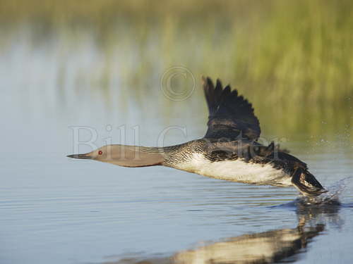 Red-throated Diver taking off