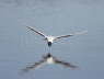 Little Gull catching flies