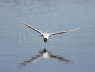 Little Gull Catching Flies