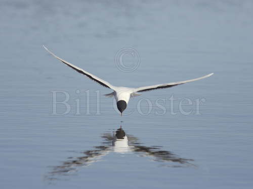 Little Gull catching flies