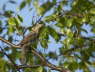 Wryneck