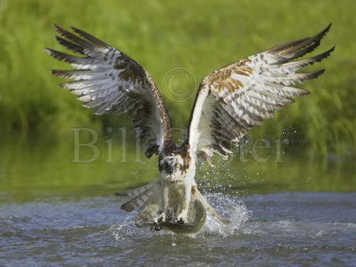 Osprey fishing