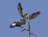 Osprey dispute