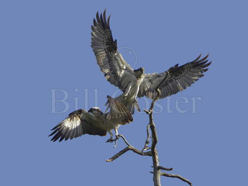 Osprey dispute