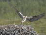 Osprey landing on nest