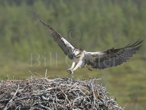 Osprey landing on nest
