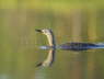 Red-throated Diver