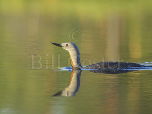 Red-throated Diver