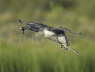 Red-throated Diver landing with fish