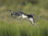 Red Throated Diver landing with Fish