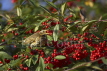 Redwing Feeding on Berries
