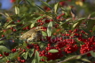 Redwing Eating Berries