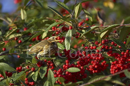 Redwing Eating Berries