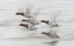 Pochard Flight Blur