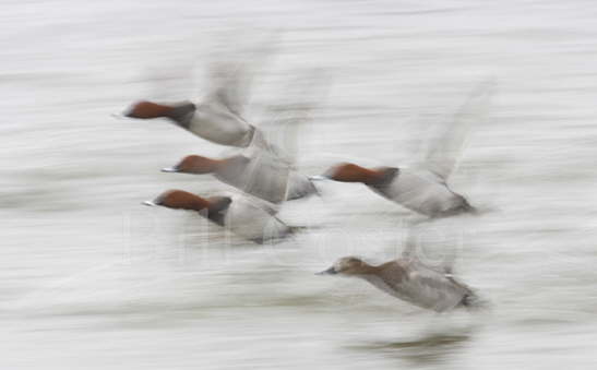 Pochard Flight Blur