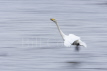Whooper Swan